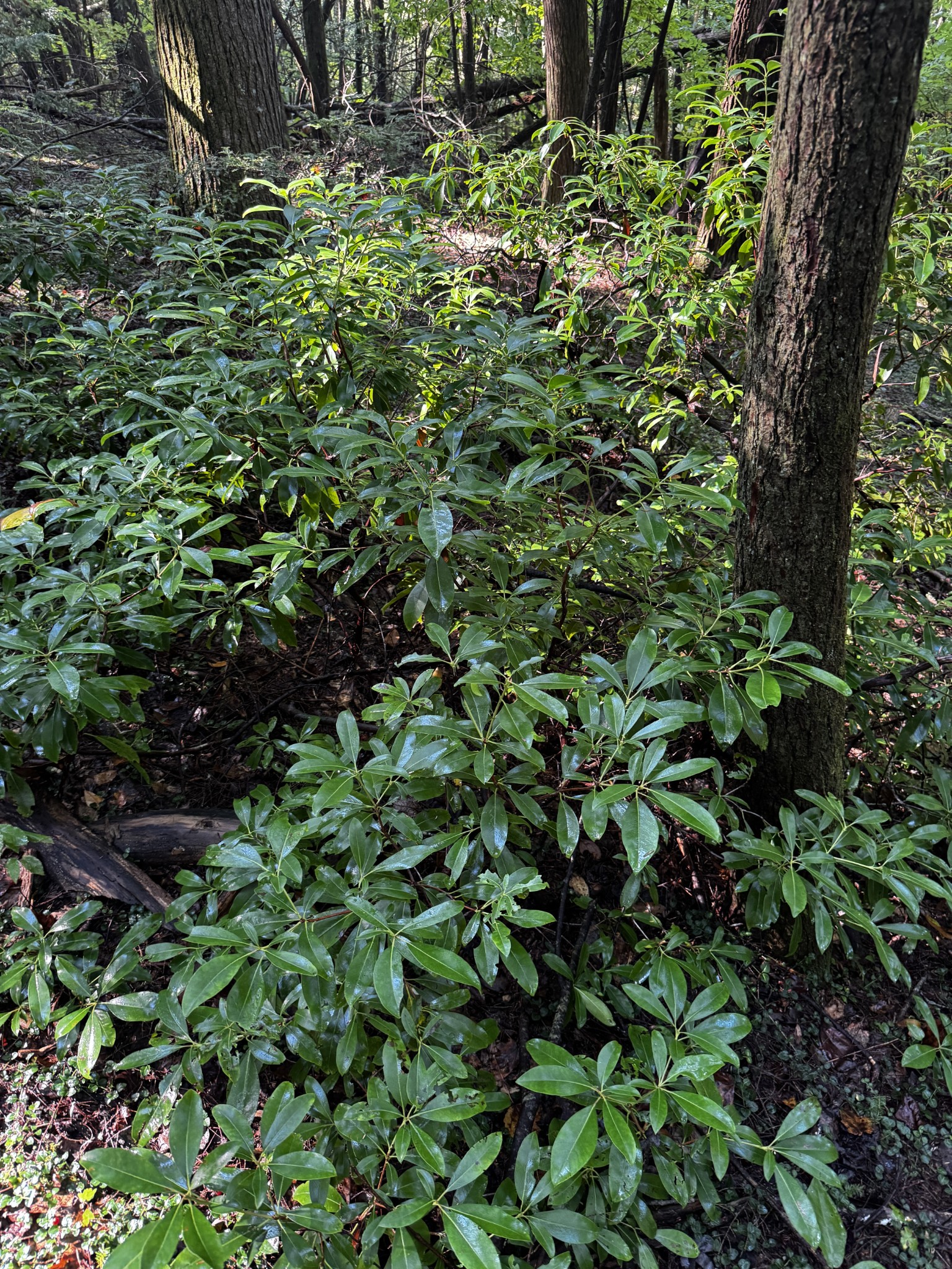 1475 Campground Road Clarkrange, TN 38553 - Photo 28 of 31 Gallery Image 28