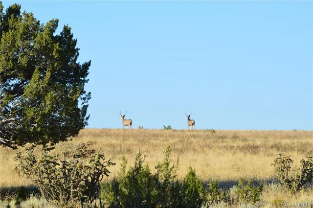 $1,650,000 | 0 County Road 94, Model, CO 81059