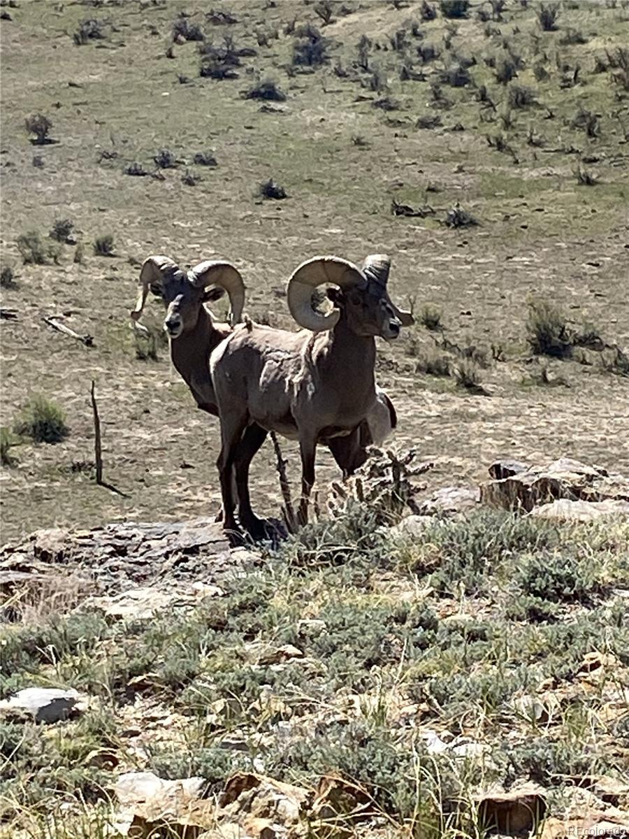 0 County Road 94 Model, CO 81059 - Photo 17 of 41