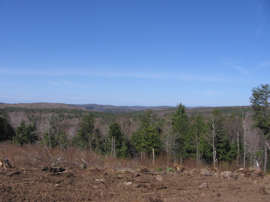 0 Clubhouse Road Tolland, MA 01034 - Photo 20 of 27 a view of a forest with trees in the background