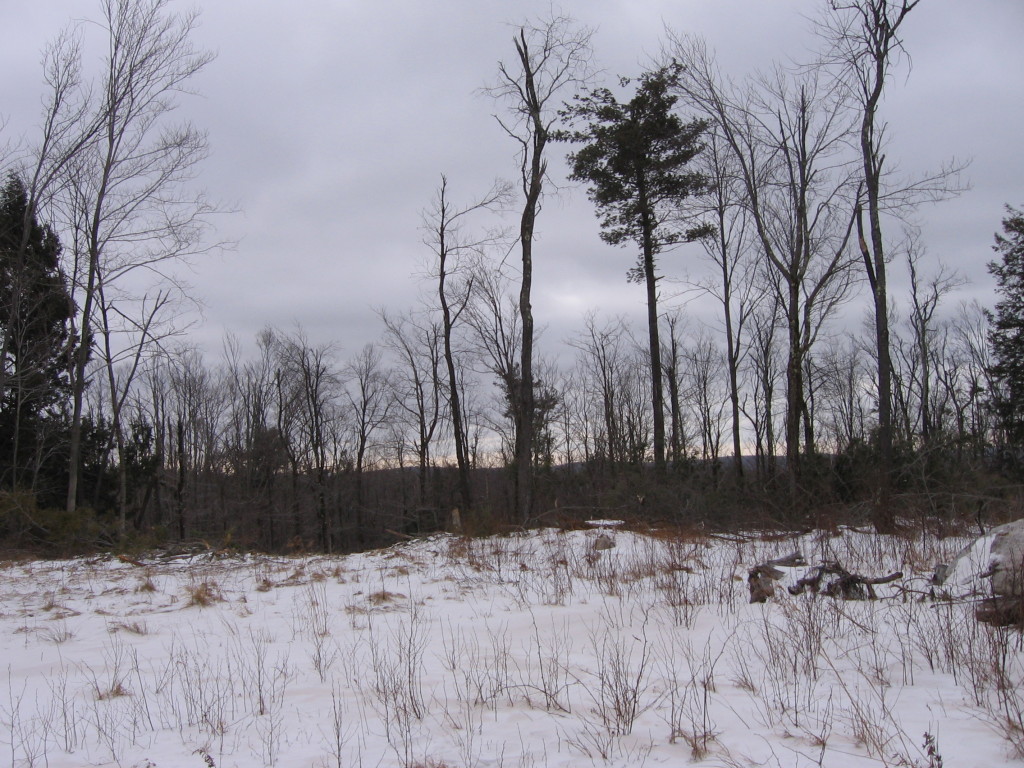 0 Clubhouse Road Tolland, MA 01034 - Photo 9 of 27 a view of outdoor space with lots of trees