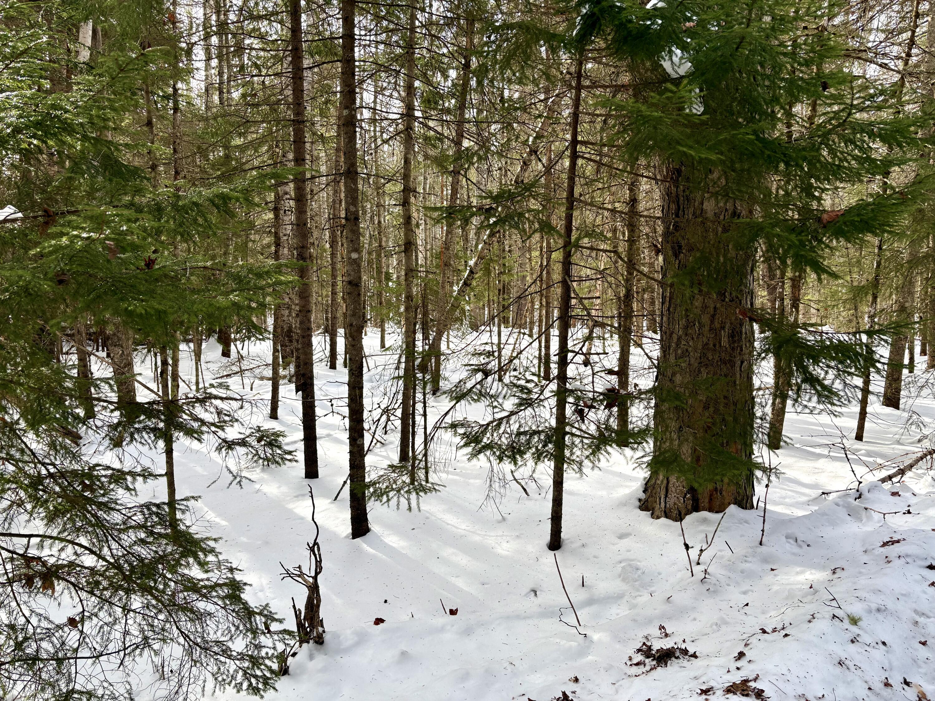 479 Highway 1 Robbinston, ME 04671 - Photo 15 of 54 IMG_1475