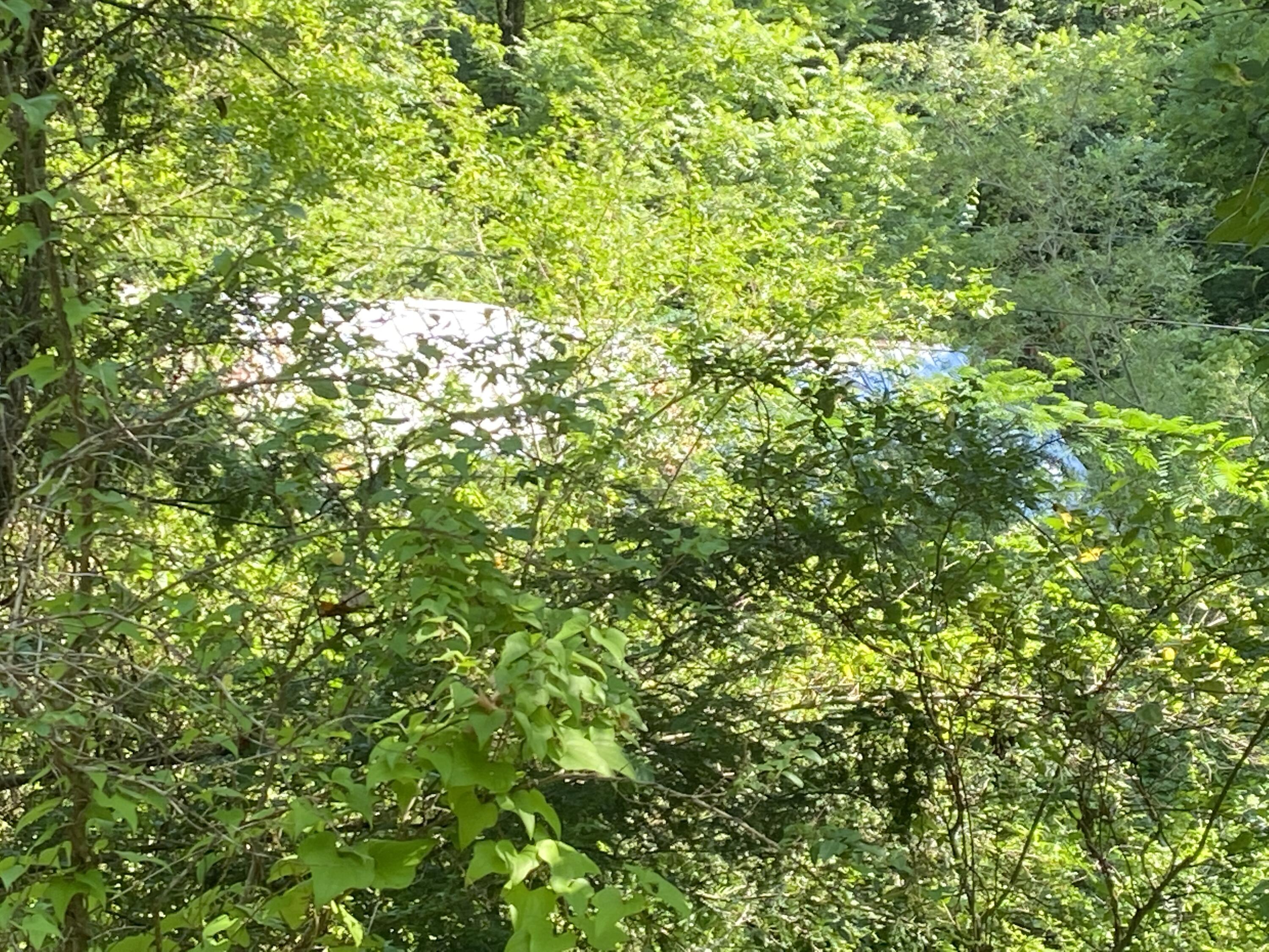 3145 Maples Branch Road Sevierville, TN 37876 - Photo 9 of 12 IMG_3021