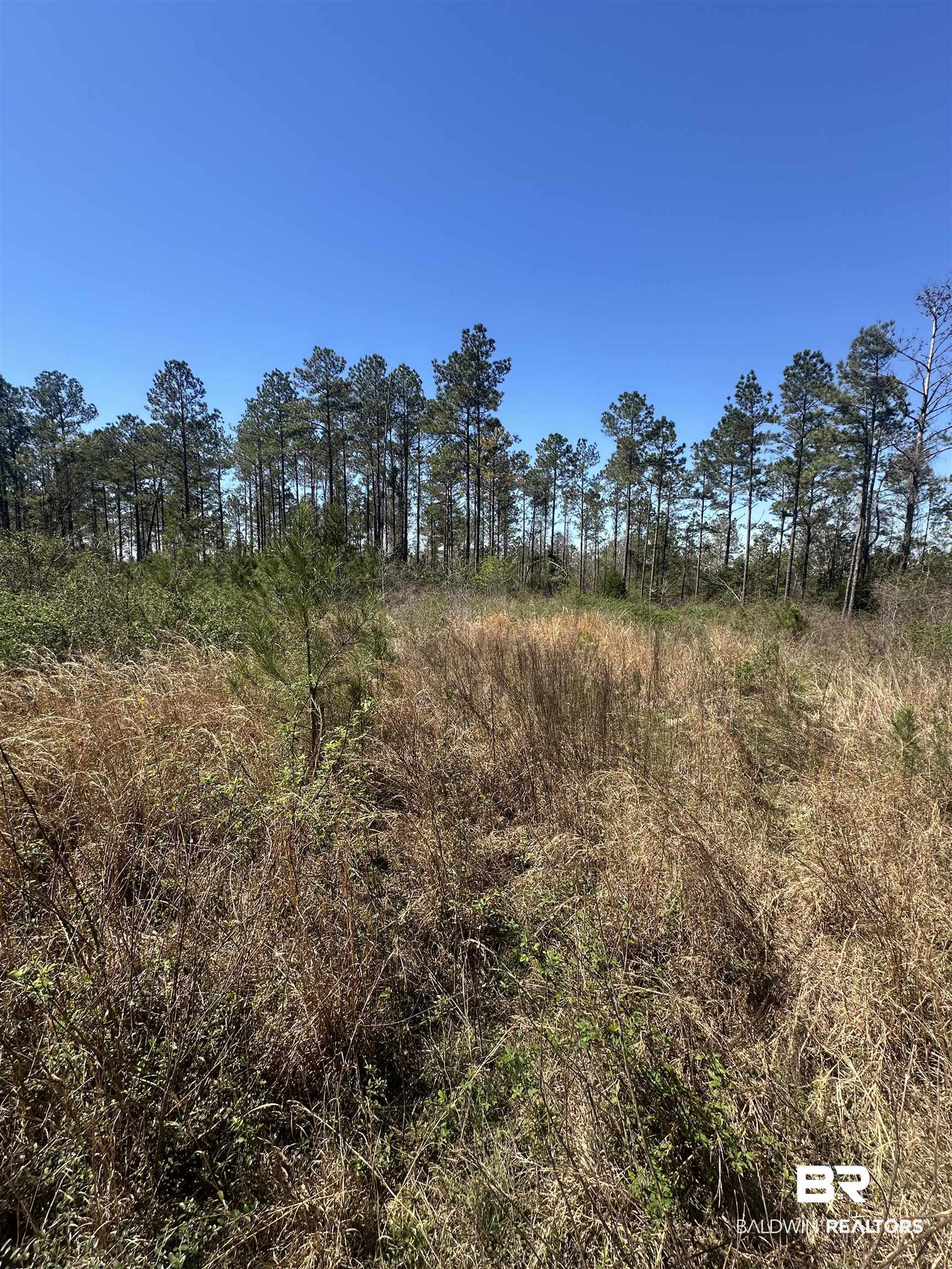8557 County Road 34 Millry, AL 36558 - Photo 25 of 36 View of landscape