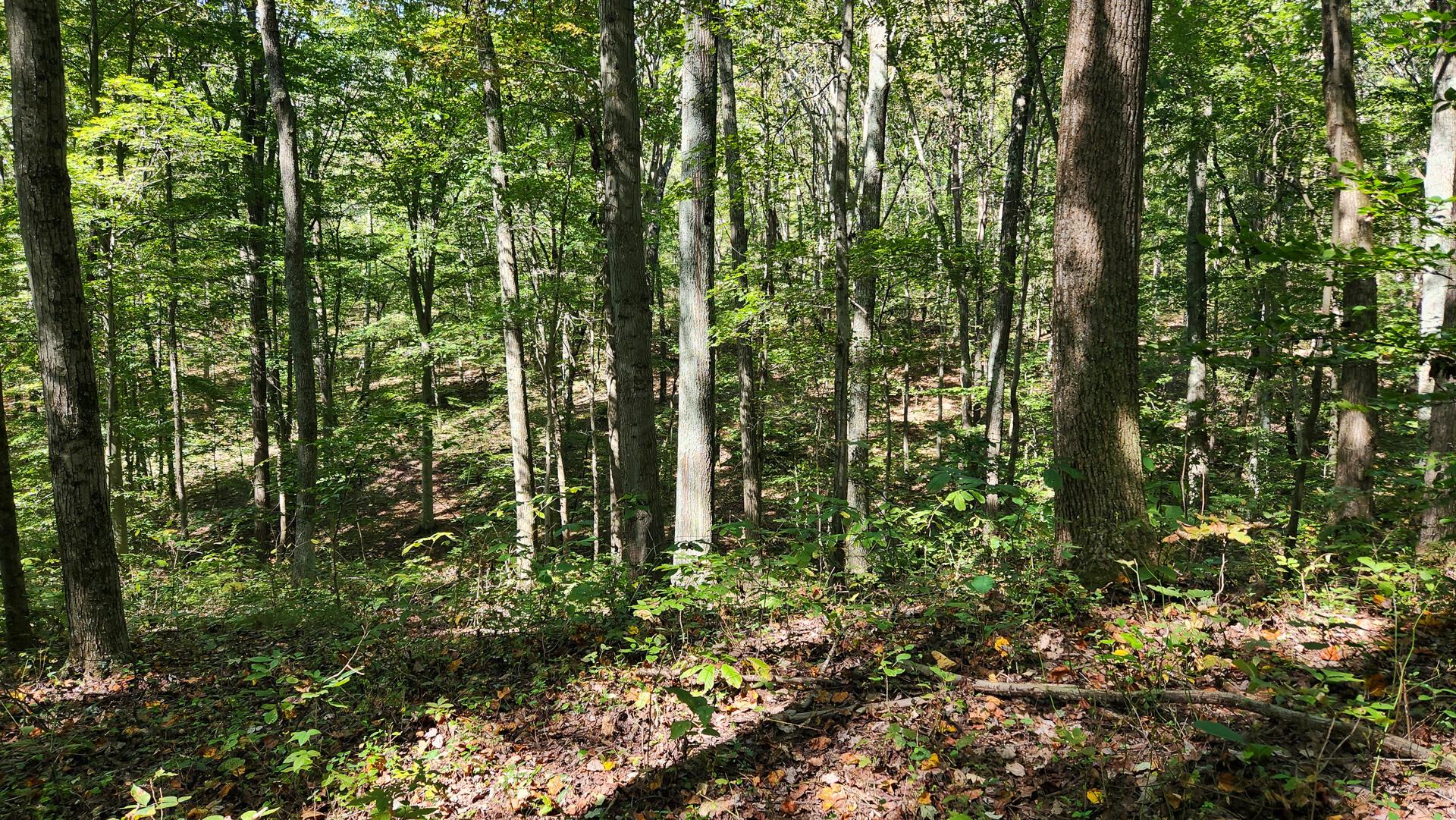 871 Poplar Ridge Road, Unit PONDS POPLAR RIDGE TRACT 13) Gallipolis, OH 45631 - Photo 29 of 36 CT-29