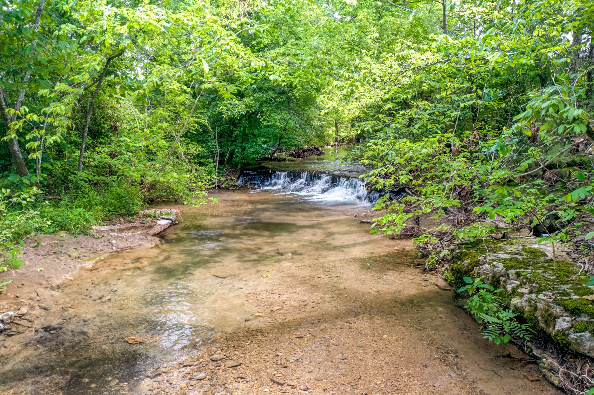 a view of a yard with plants and trees