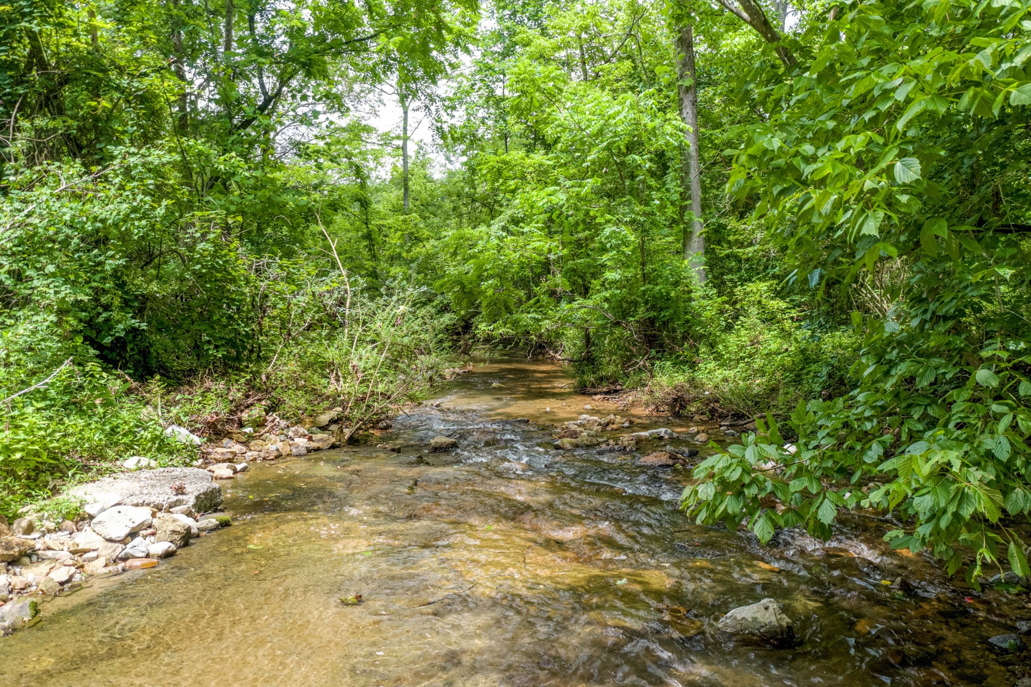 0 Liberty Road Fairview, TN 37062 - Photo 15 of 20 a view of a yard with plants and large trees