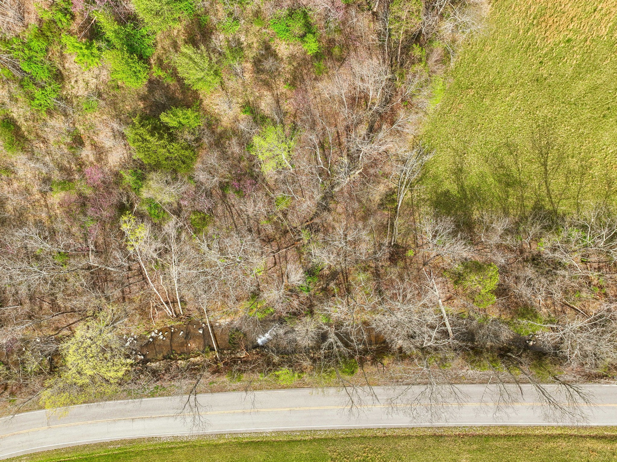 0 Liberty Road Fairview, TN 37062 - Photo 9 of 20 a view of yard with large trees