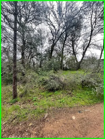 a view of a garden with a tree