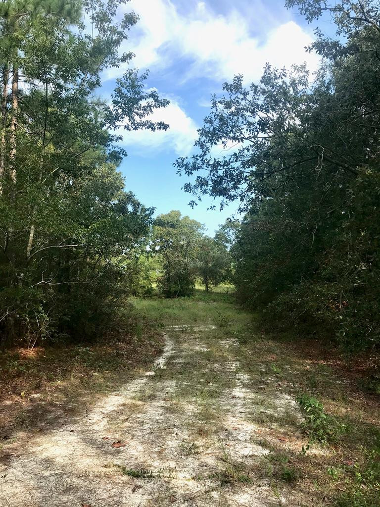 Lot#13-19 Holder Road Batesburg, SC 29006 - Photo 3 of 18