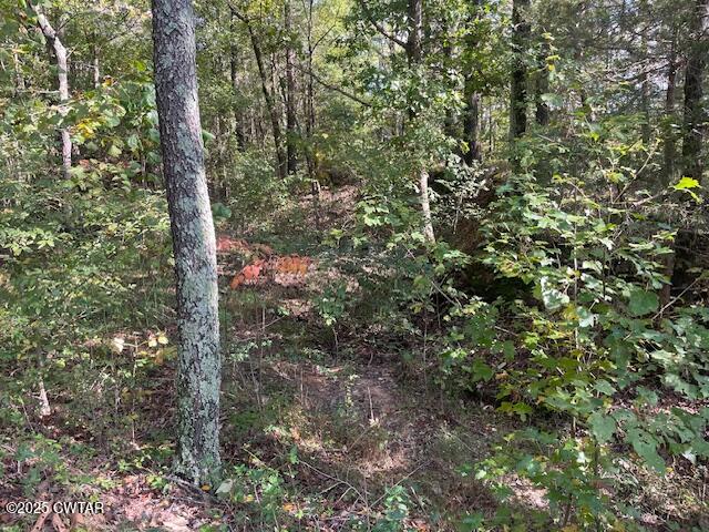 105 Booth Road Trenton, TN 38382 - Photo 8 of 21 a view of a forest that has a tree