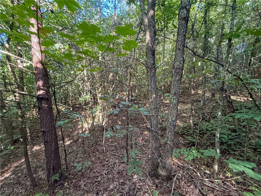 Mudsoc Road Patriot, OH 45658 - Photo 11 of 23 View of woods