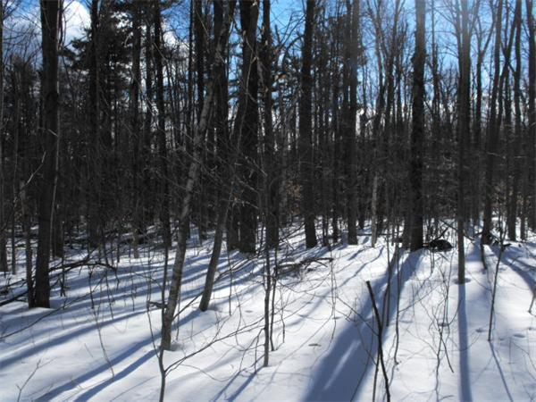 17 Hunt Road Hawley, MA 01339 - Photo 6 of 19 a view of outdoor space with lots of trees