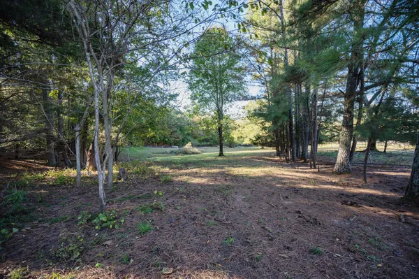 a view of a tree in the middle of a yard