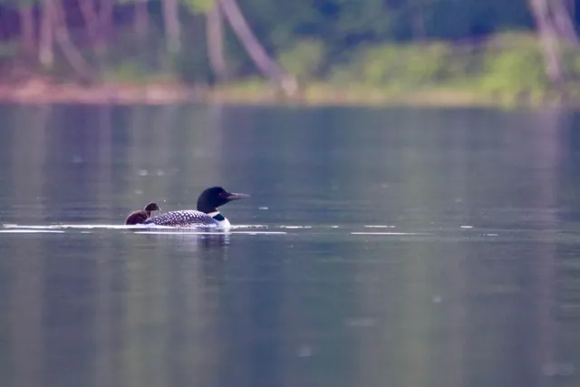 $475,000 | 201 Loon Pond Road, Sabattus, ME 04280