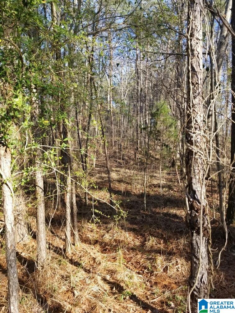1550 Spunky Hollow Road, Unit 1 Remlap, AL 35133 - Photo 1 of 1