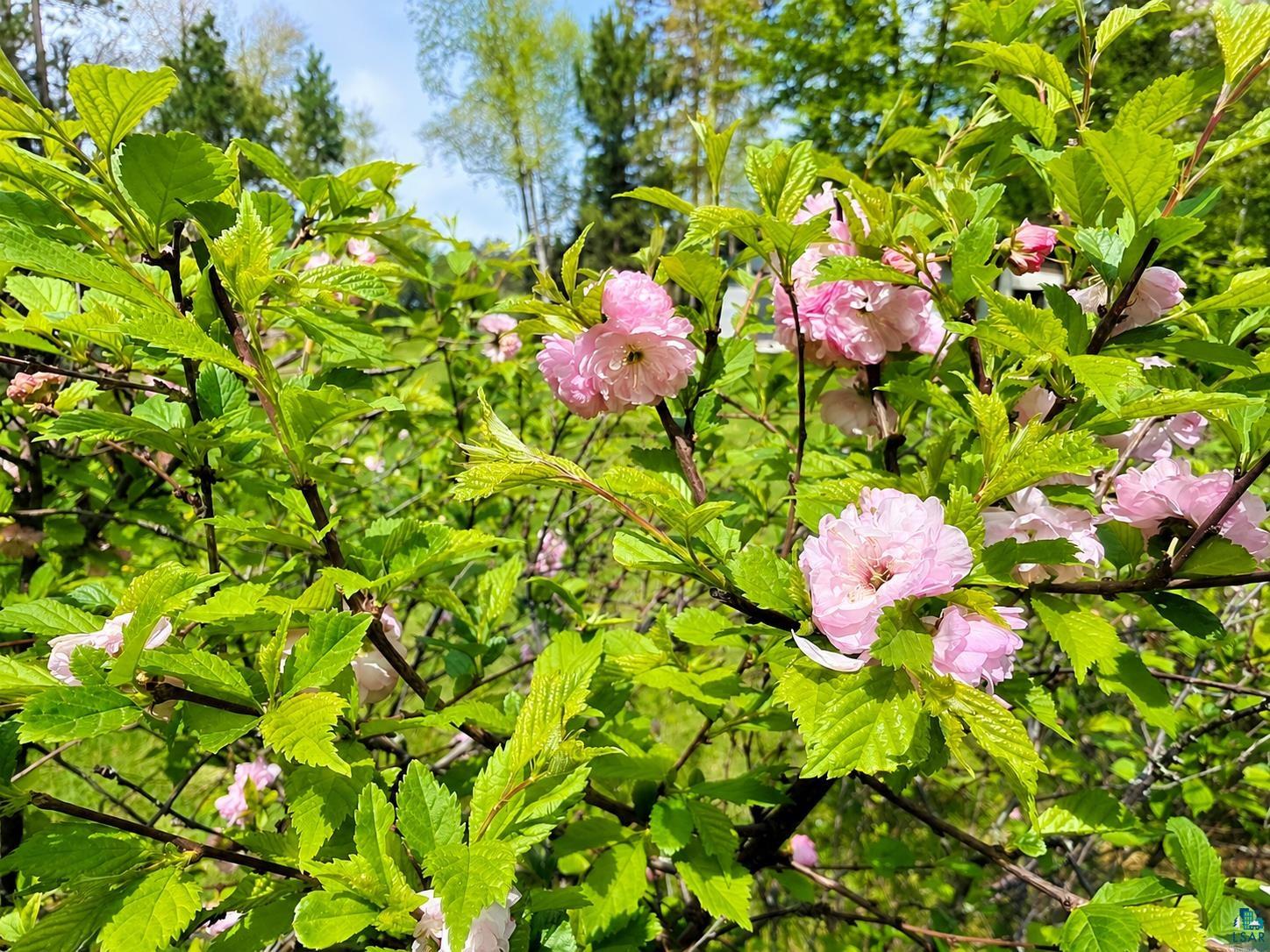 3975 Long Lake Shores Road Eveleth, MN 55734 - Photo 82 of 84 Lush green foliage with delicate pink blossoms