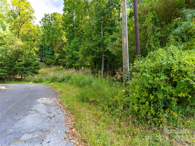 a view of a yard with plants and large trees