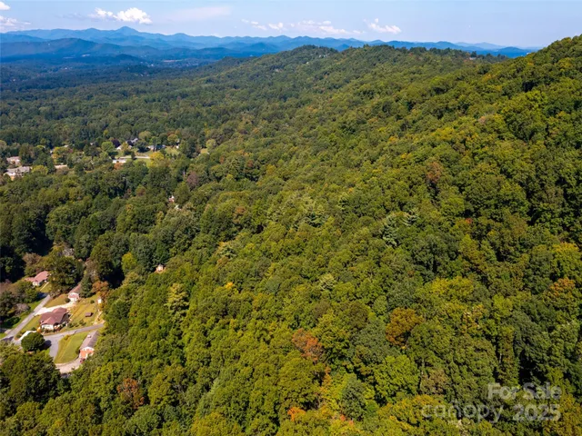 a view of a forest with a lush green forest