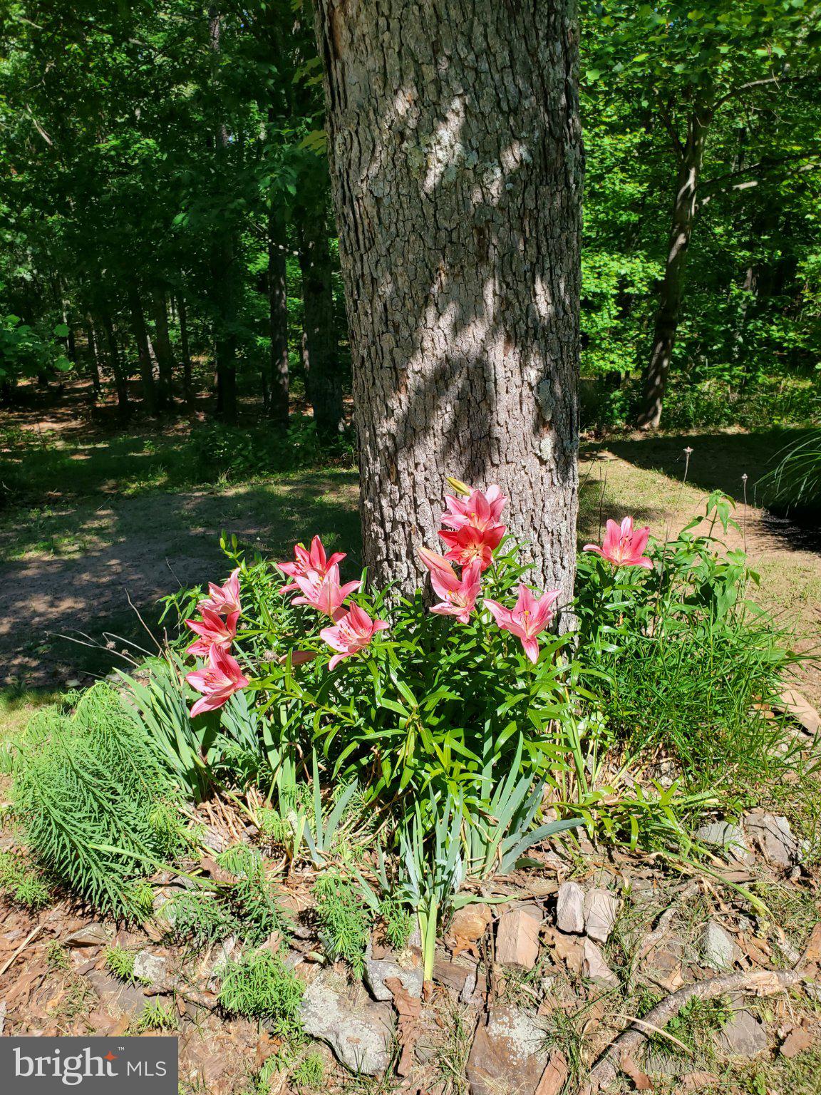 323 South Timber Ridge Road Cross Junction, VA 22625 - Photo 7 of 109 Vibrant blooms by a sturdy oak.