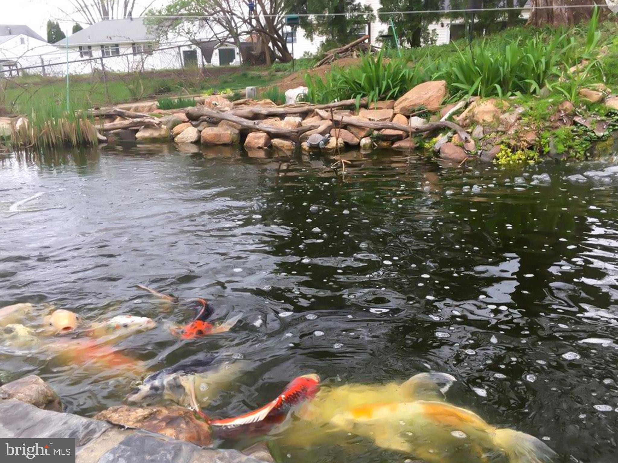 515 Defoe Road Hockessin, DE 19707 - Photo 35 of 40 Tranquil Koi Pond