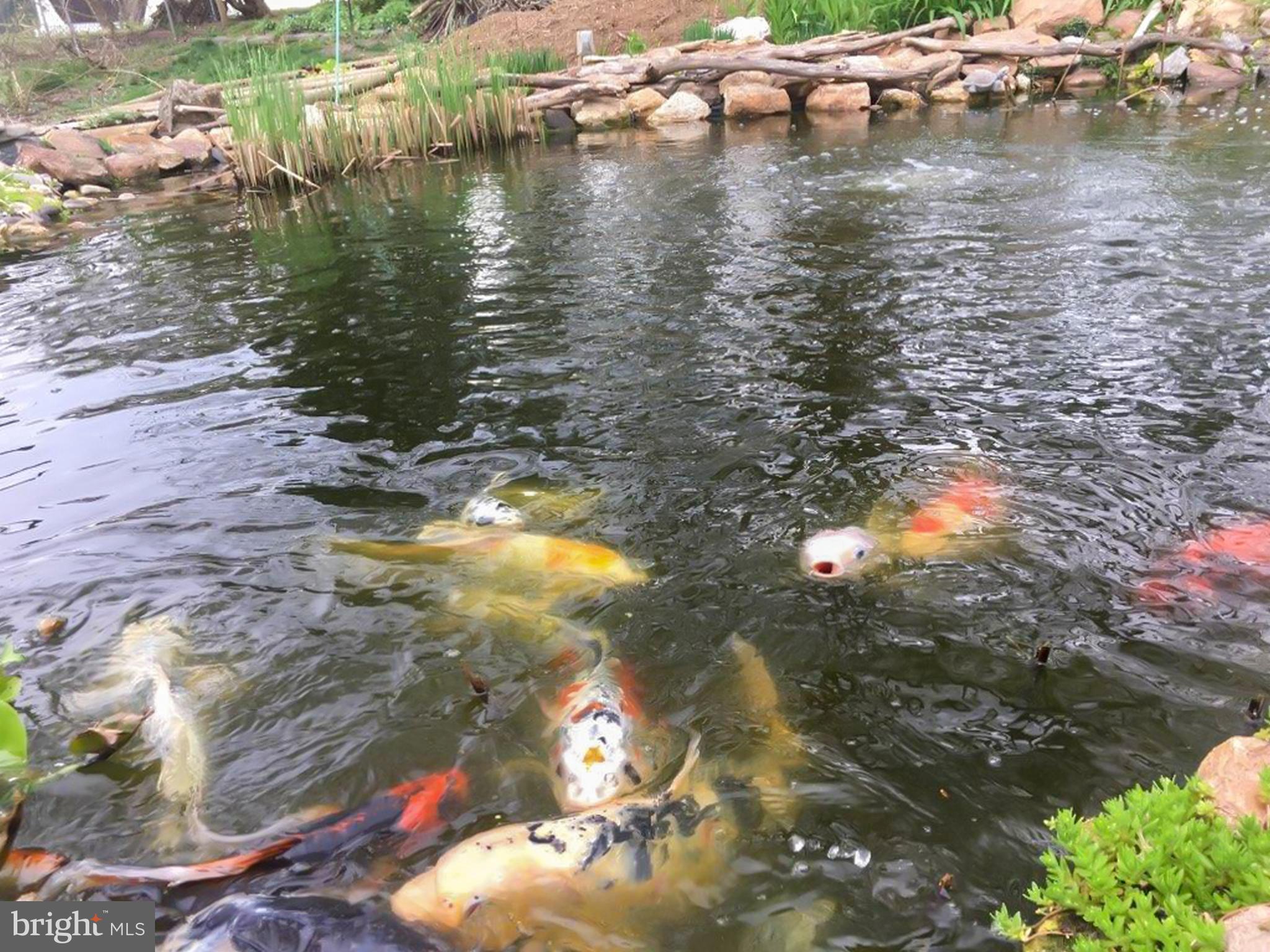 515 Defoe Road Hockessin, DE 19707 - Photo 37 of 40 Koi Pond