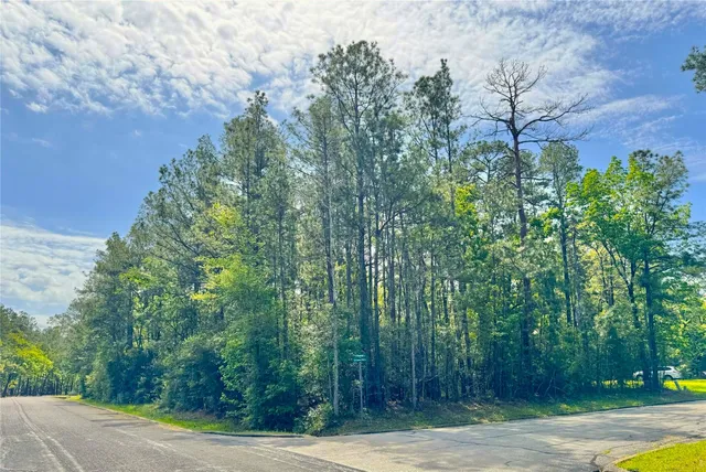 a view of a yard with plants and large trees