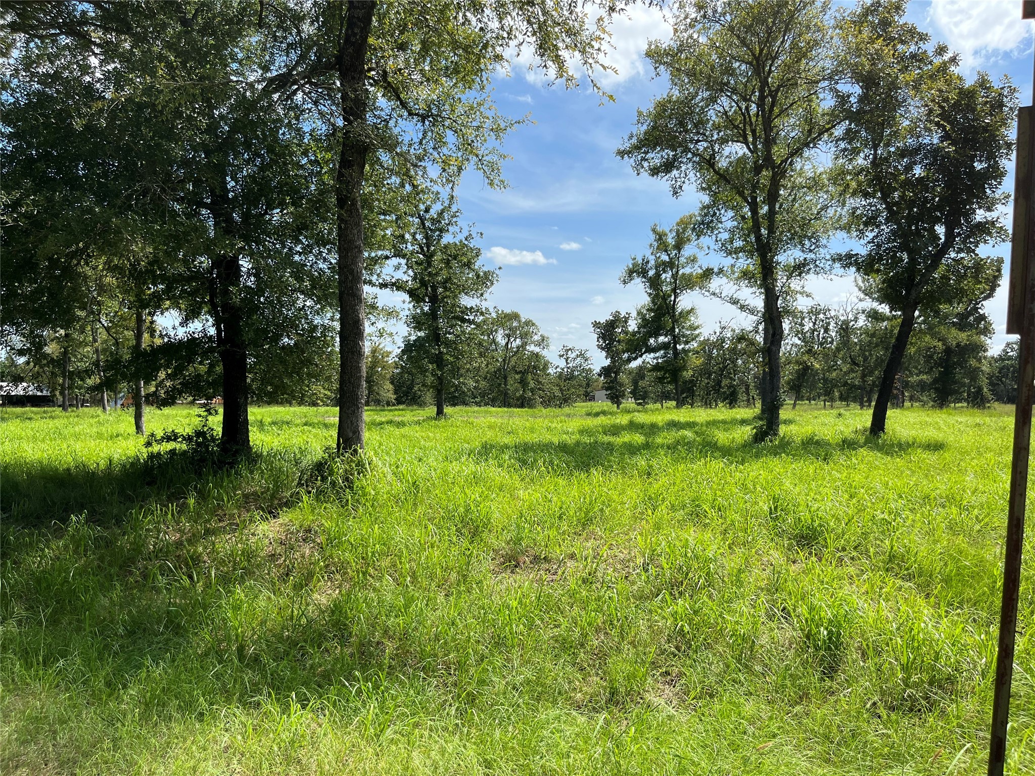 a view of a park with large trees