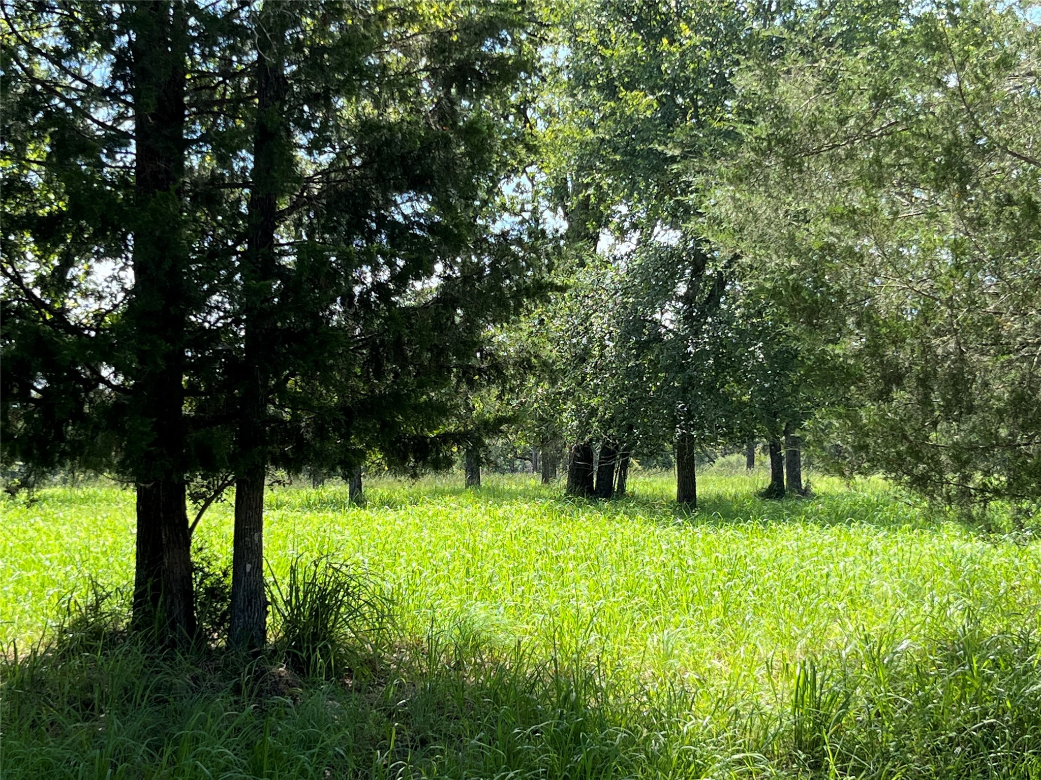 0 Hickory Loop Thornton, TX 76687 - Photo 6 of 7 a view of an trees with a tree