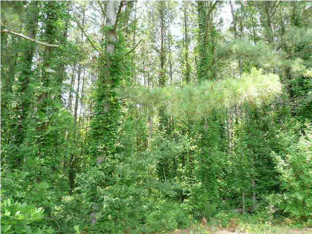 0 McDonald Road Lena, MS 39094 - Photo 2 of 2 Photo 2