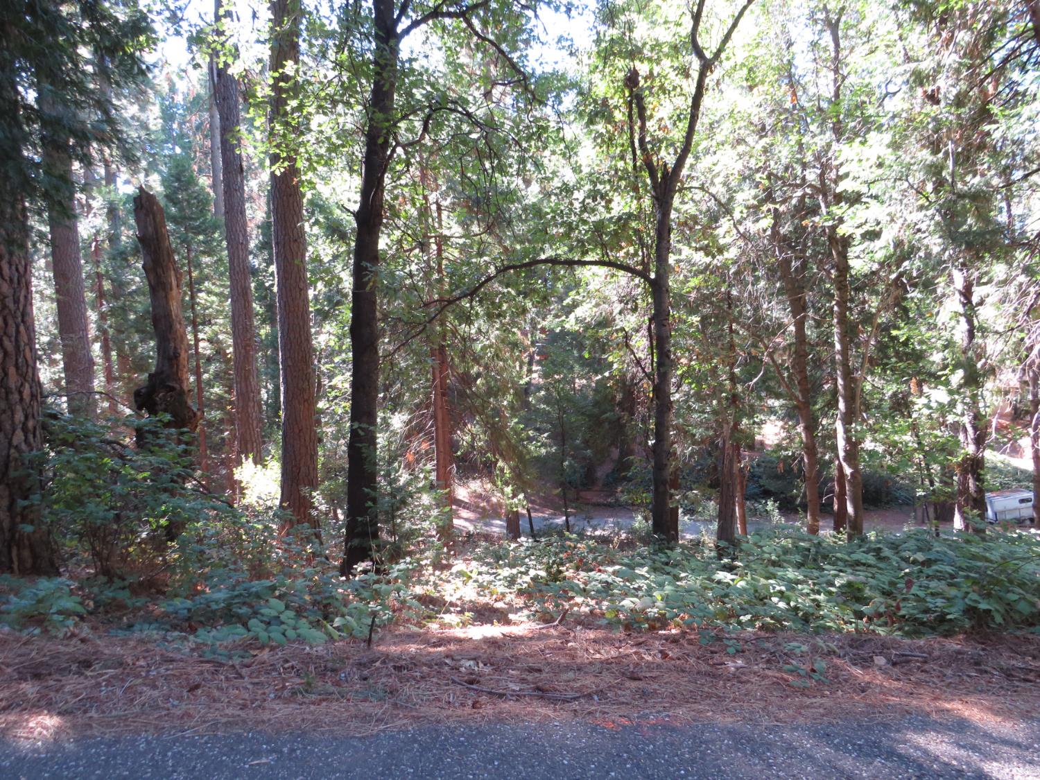 172 Sylvan Road Colfax, CA 95713 - Photo 17 of 19 a view of forest