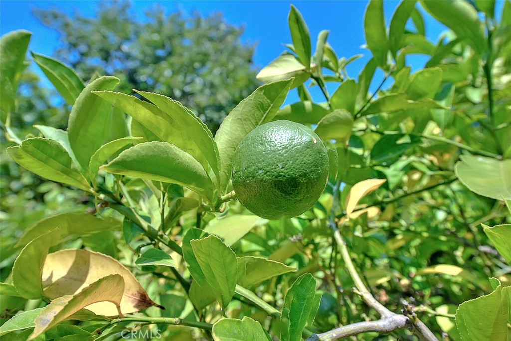 620 North 5th Street Montebello, CA 90640 - Photo 63 of 68 a view of banana tree