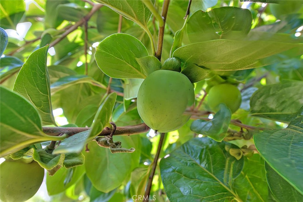 620 North 5th Street Montebello, CA 90640 - Photo 65 of 68 a view of a plant