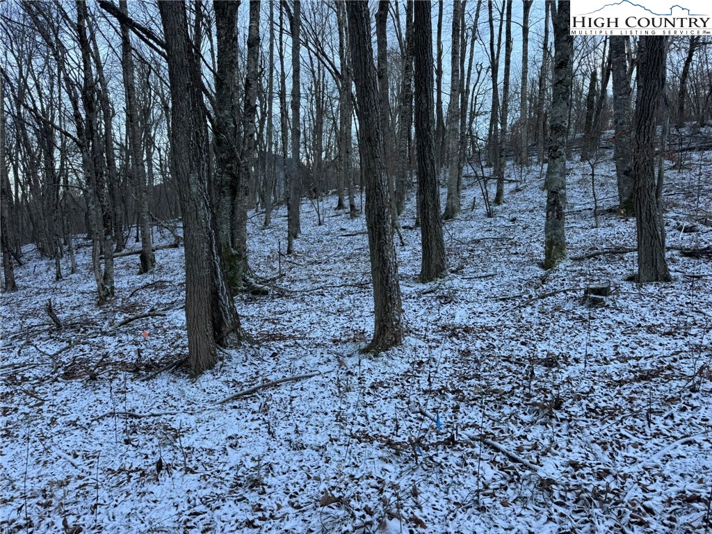 Spring Street Boone, NC 28607 - Photo 16 of 18 a view of a yard with trees