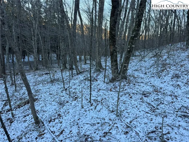 a view of a forest with a trees