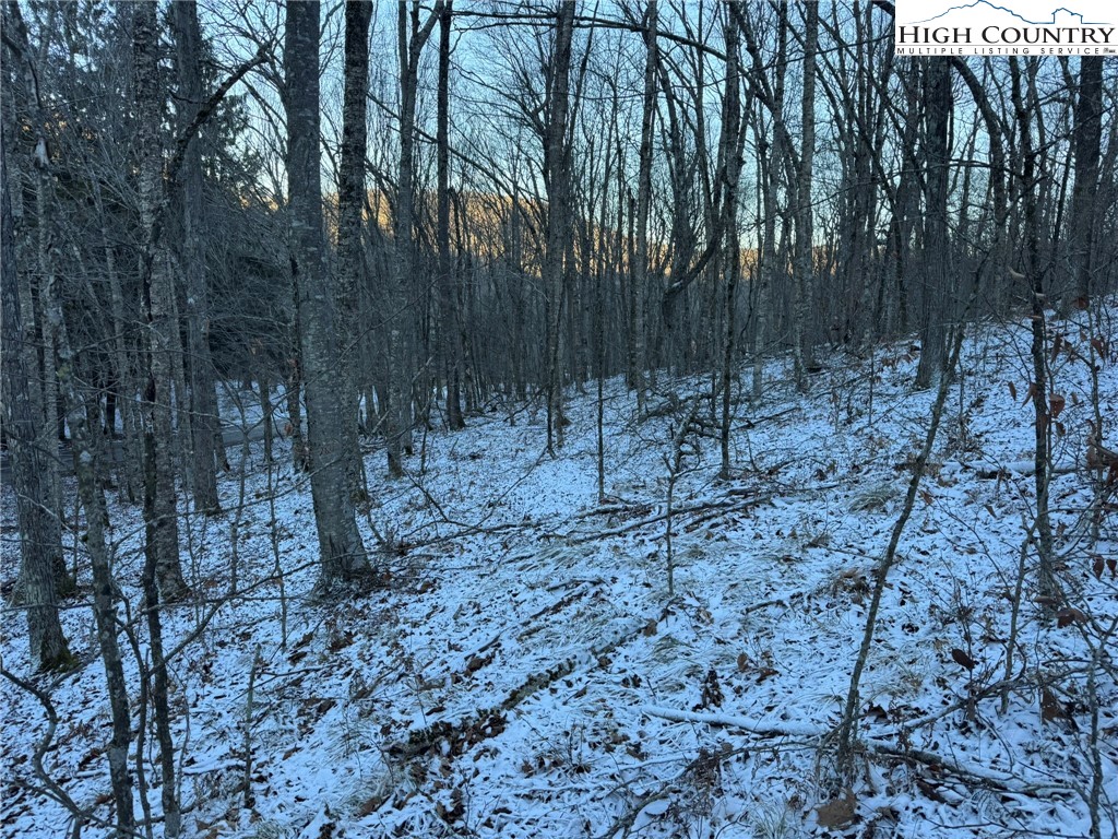 Spring Street Boone, NC 28607 - Photo 7 of 18 a view of a yard with lots of trees