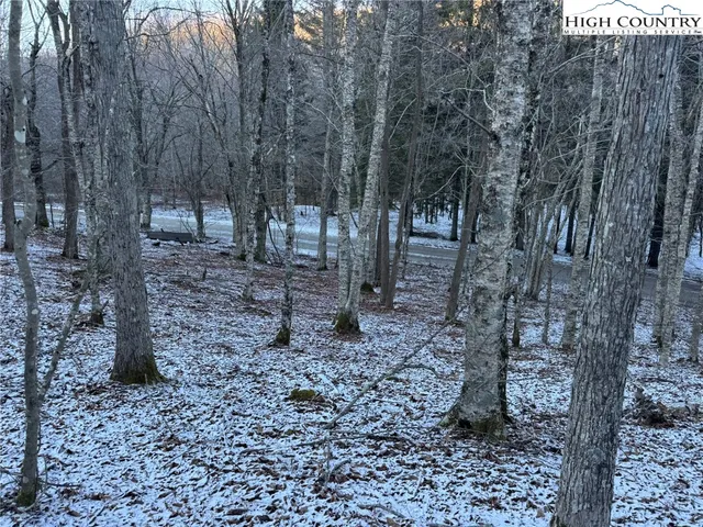 a view of a forest filled with trees