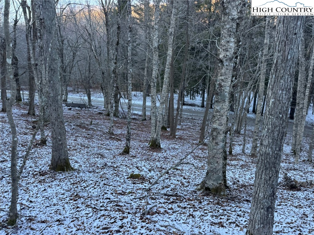 Spring Street Boone, NC 28607 - Photo 8 of 18 a view of a forest filled with trees