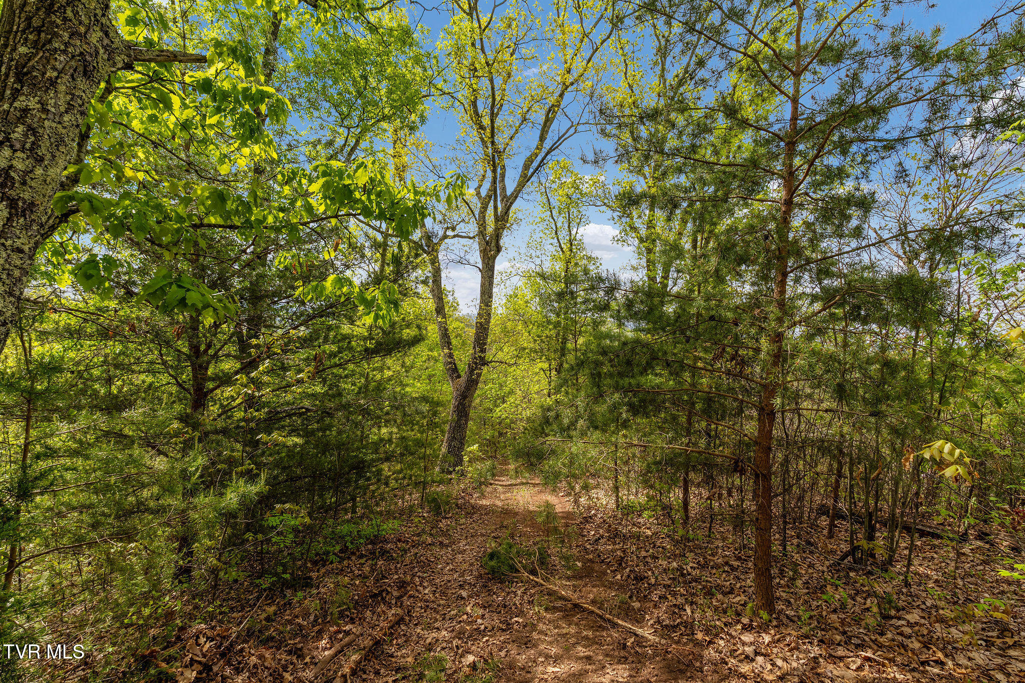 Tbd Chambers Drive Elizabethton, TN 37643 - Photo 19 of 25 DSC03916