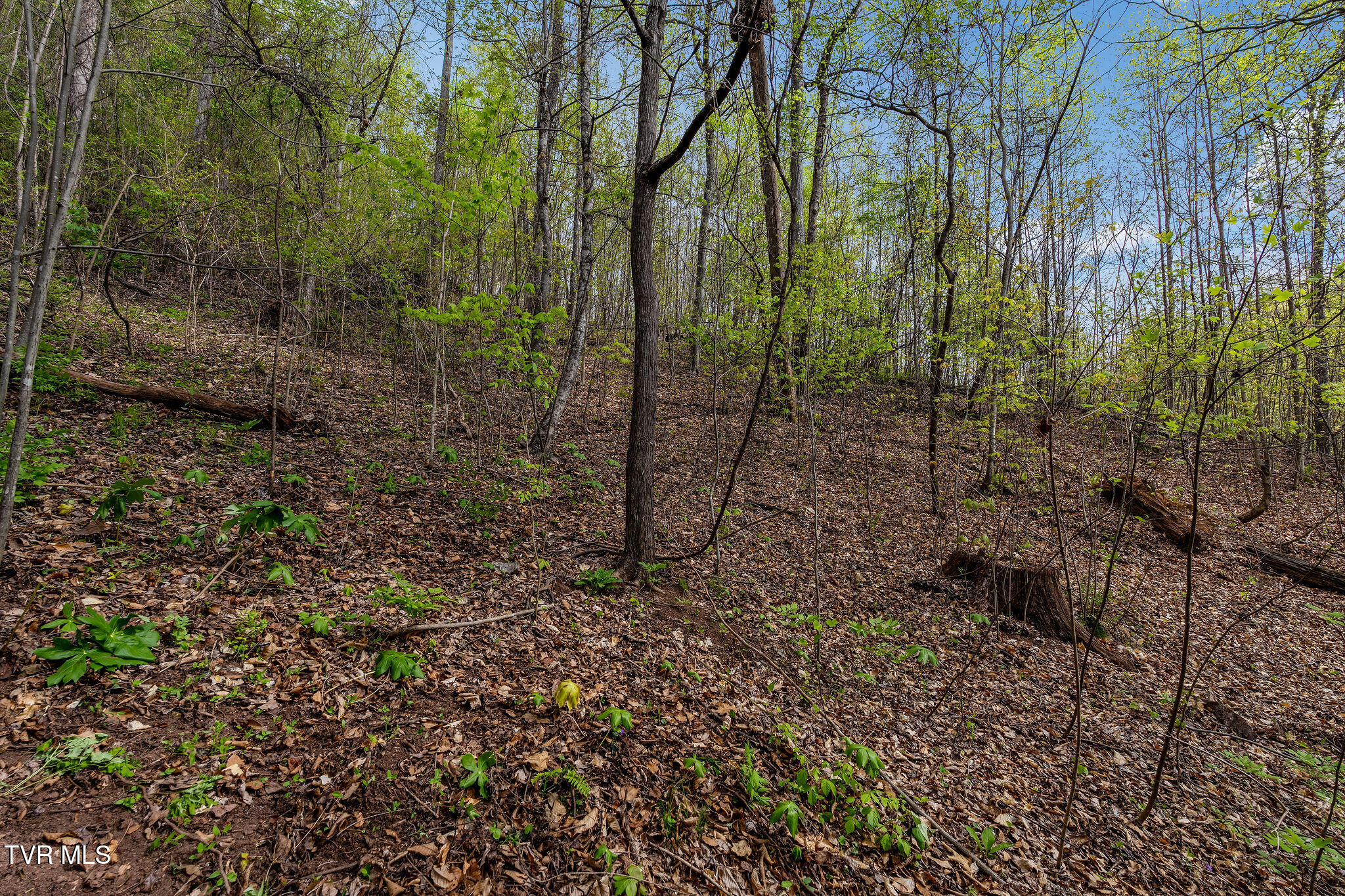 Tbd Chambers Drive Elizabethton, TN 37643 - Photo 21 of 25 DSC03918