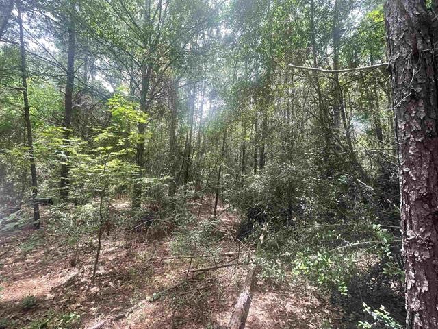 1 County Road 4600 Spurger, TX 77660 - Photo 4 of 12