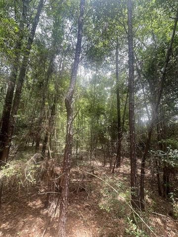 1 County Road 4600 Spurger, TX 77660 - Photo 9 of 12