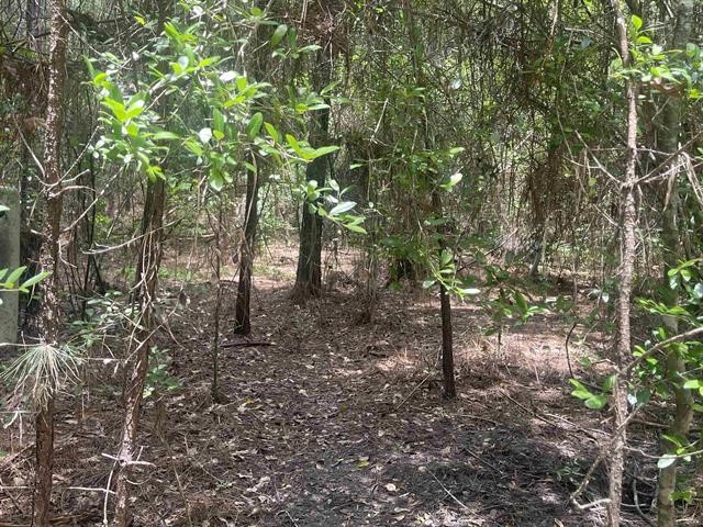 1 County Road 4600 Spurger, TX 77660 - Photo 10 of 12