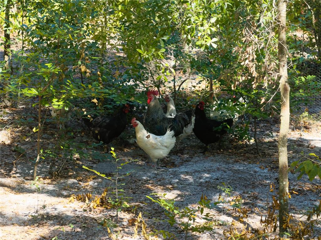 3039 Springdale Road Live Oak, FL 32060 - Photo 36 of 50