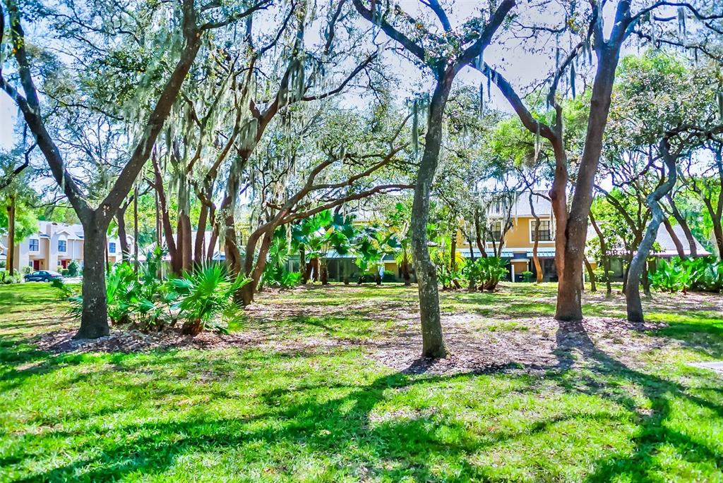 5100 Burchette Road, Unit 1607 Tampa, FL 33647 - Photo 5 of 39 a view of a tree in a park