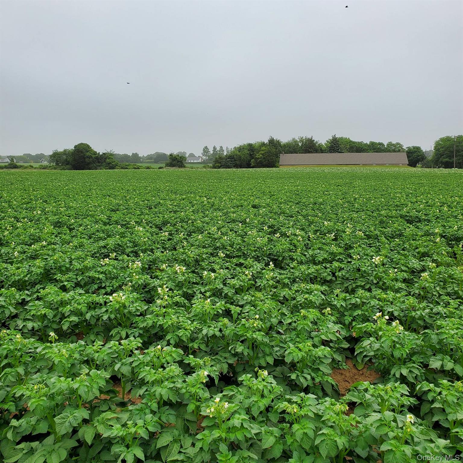 794 Head Of Pond Road Water Mill, NY 11976 - Photo 8 of 10 a view of a big yard with plants and large trees
