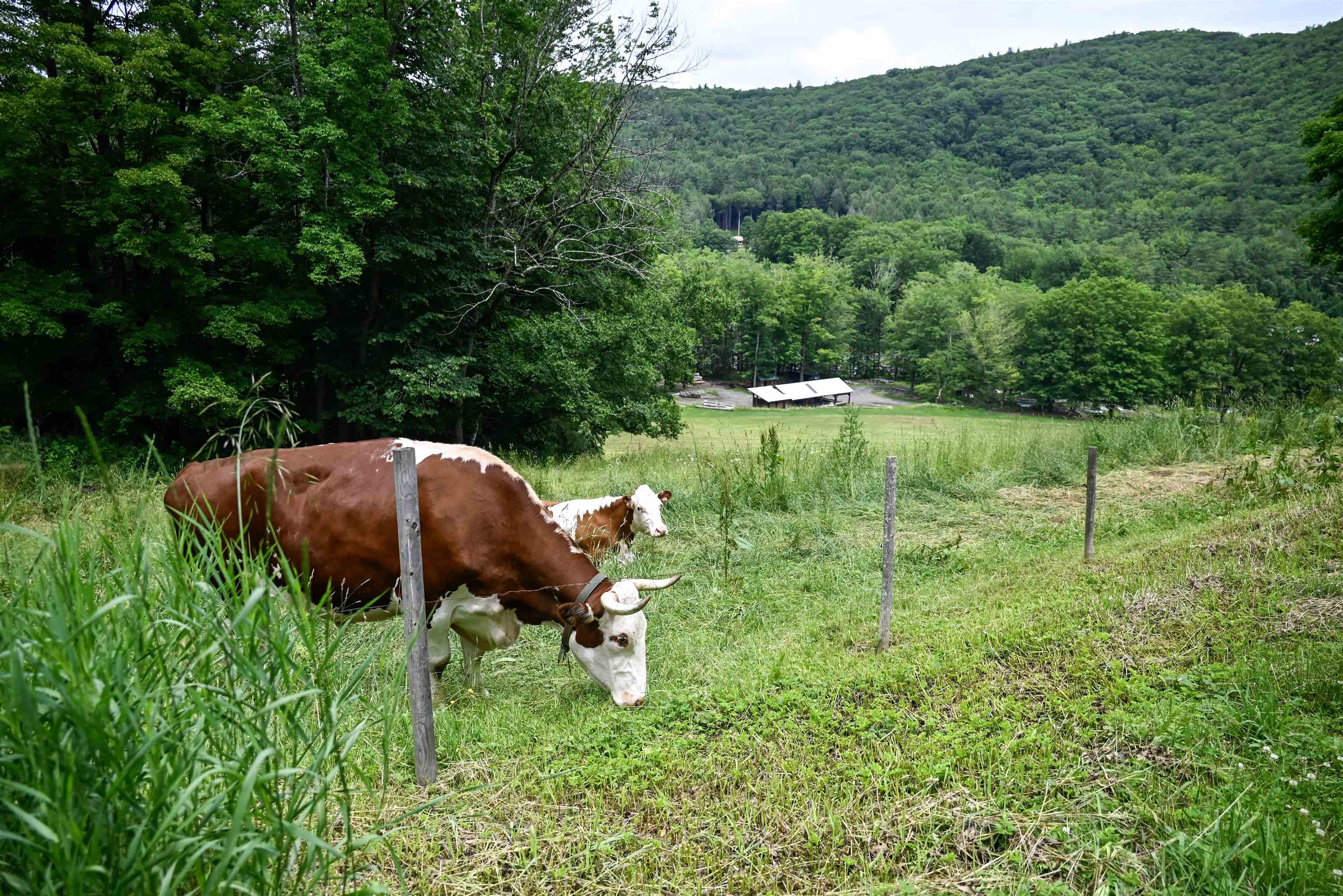 60 Cooke Road Brattleboro, VT 05301 - Photo 30 of 40 Gallery Image 30