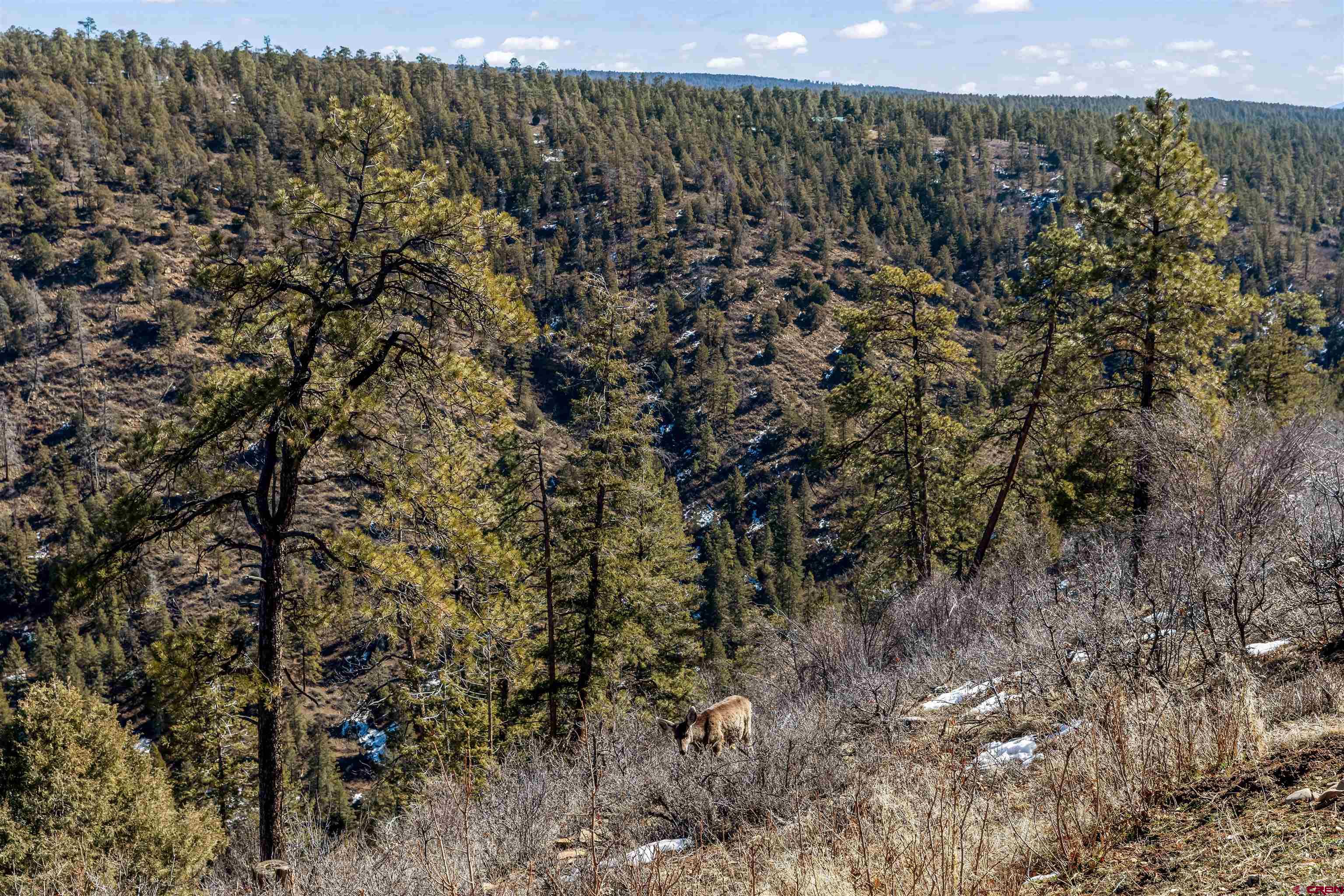 817 Far View Road Pagosa Springs, CO 81147 - Photo 33 of 44