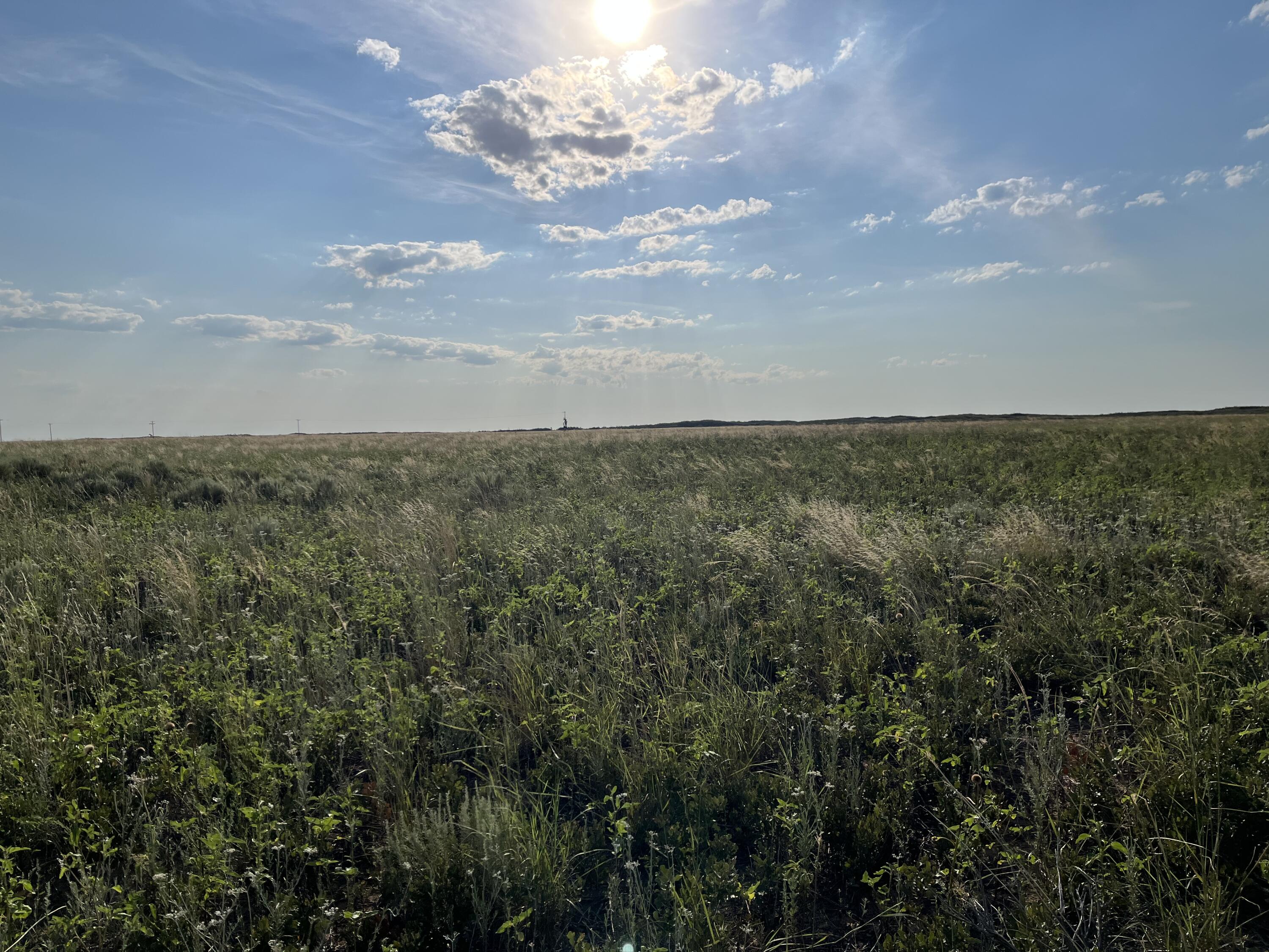 1585 Co Road Brownfield, TX 79316 - Photo 3 of 6 Evergreen 1