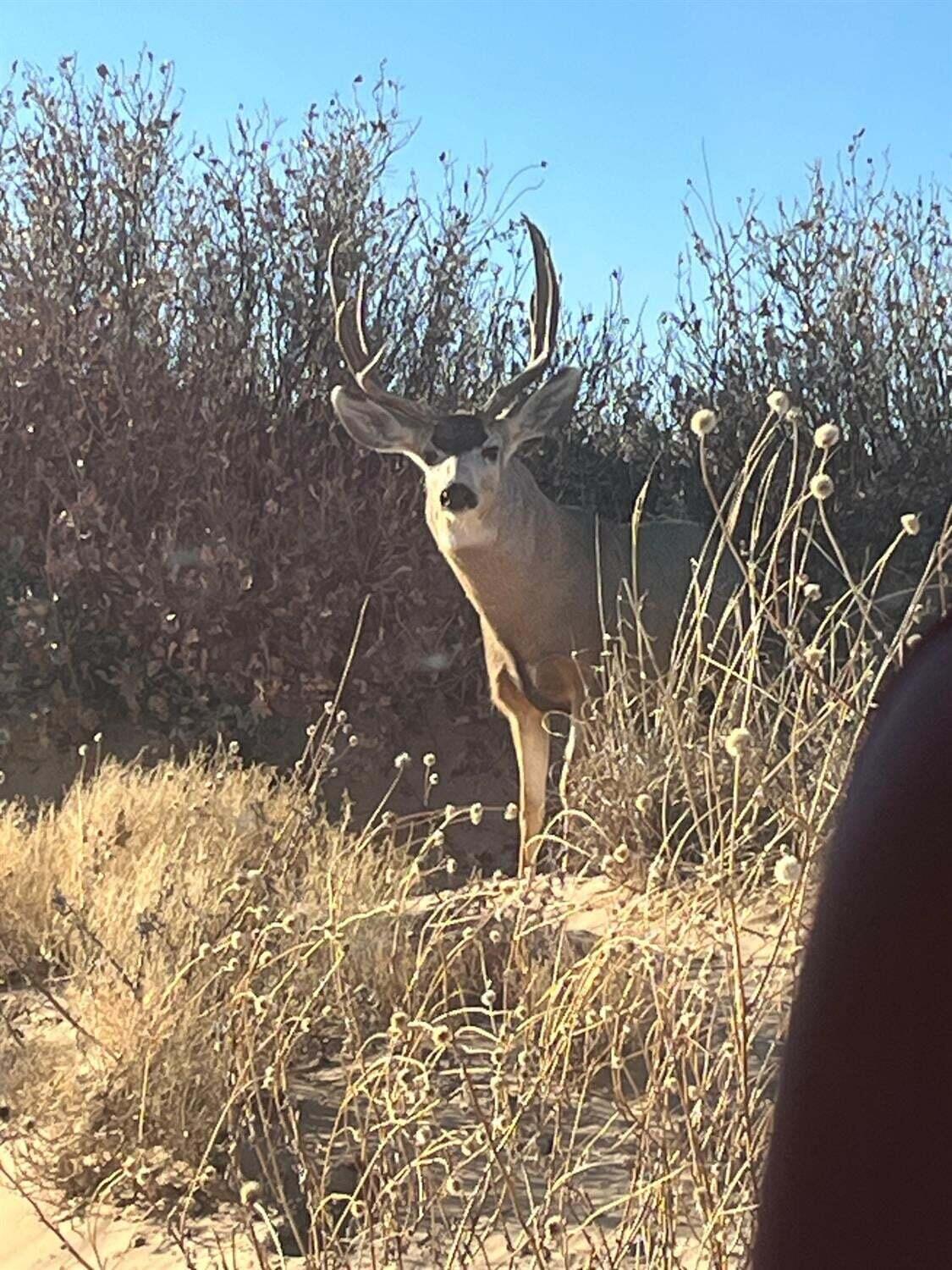 1585 Co Road Brownfield, TX 79316 - Photo 4 of 6 Trophy Mule Deer